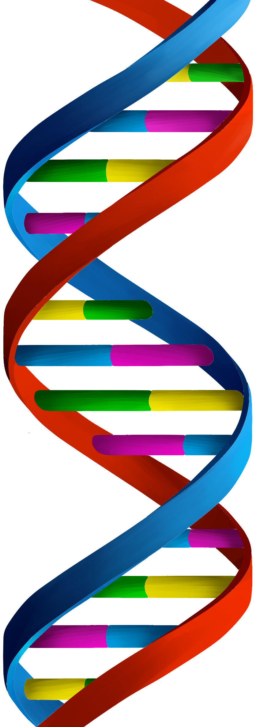 DNA Strand